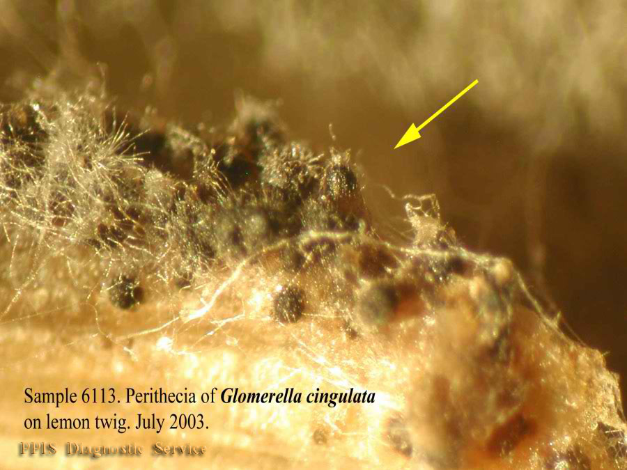 Представитель Семейства Glomerellaceae